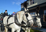 Beautiful horses used for a horsedrawn hearse used for special funeral services